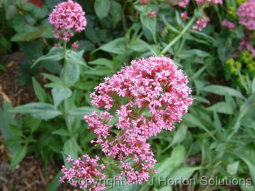 Kentranthus ruber (Valerian) 